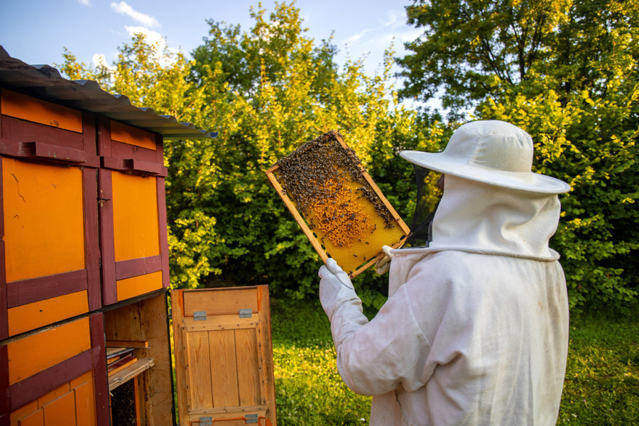 Manuka Honey, the Ambrosia of New Zealand